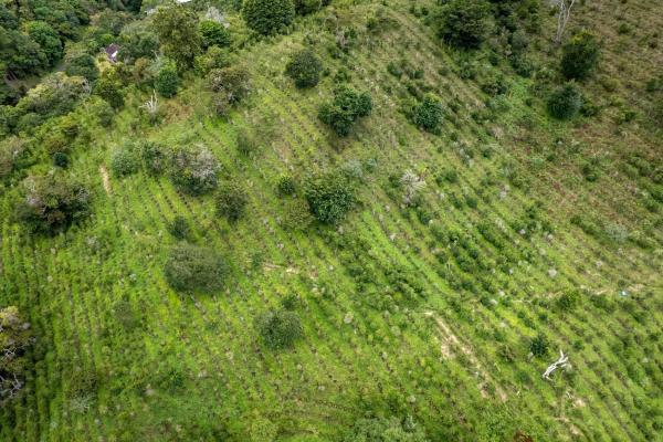 12 plus - ha producing coffee farm in boquete