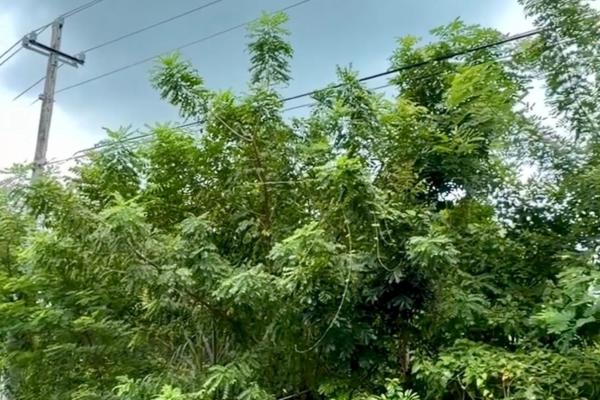 Land for sale 1 in gorgona