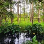 Land with a natural creek