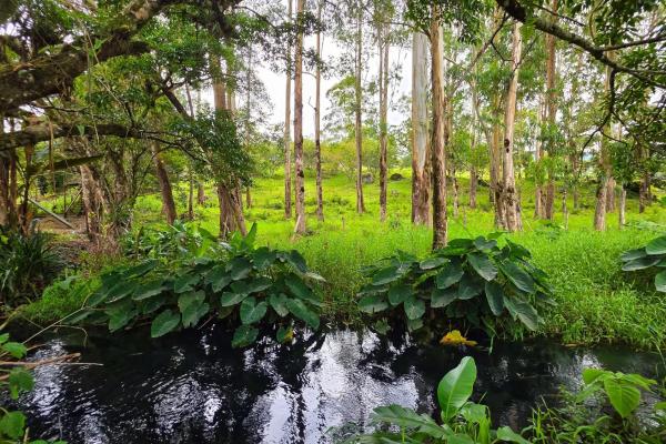 Land with a natural creek