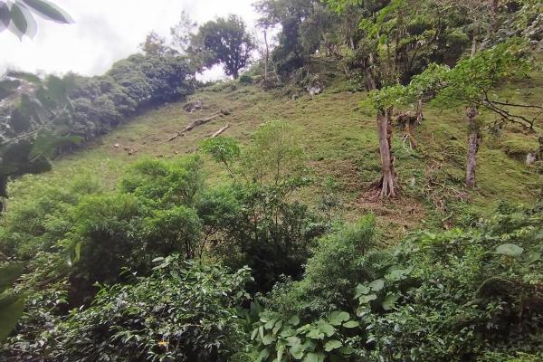 Award winner coffee farm