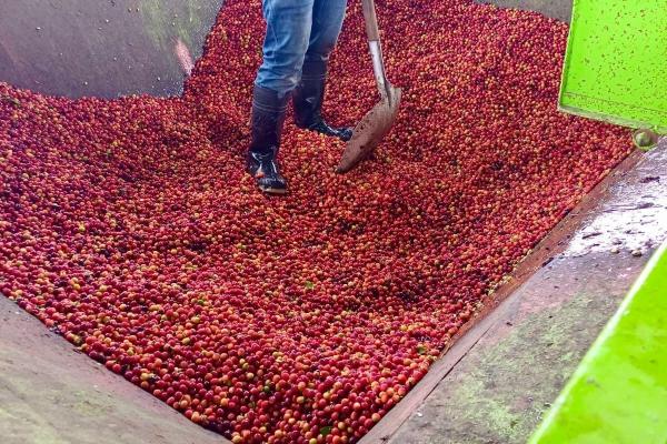 Coffee farm estate in boquete panama