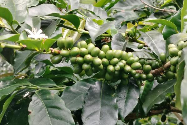 Award winner coffee farm