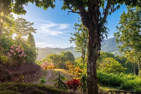 Coffee farm for sale in el cascajal, la pintada