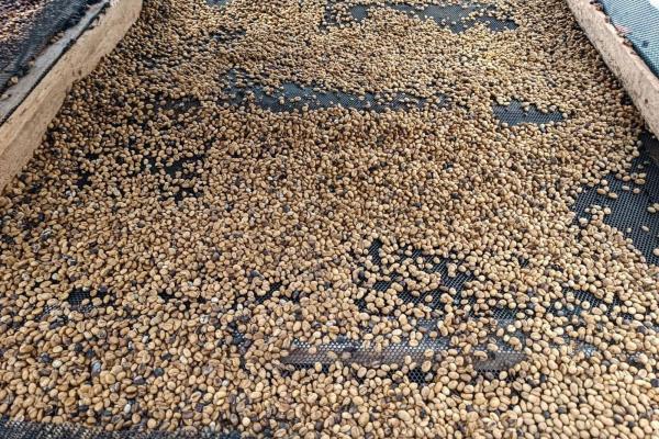 Coffee farm for sale in el cascajal, la pintada