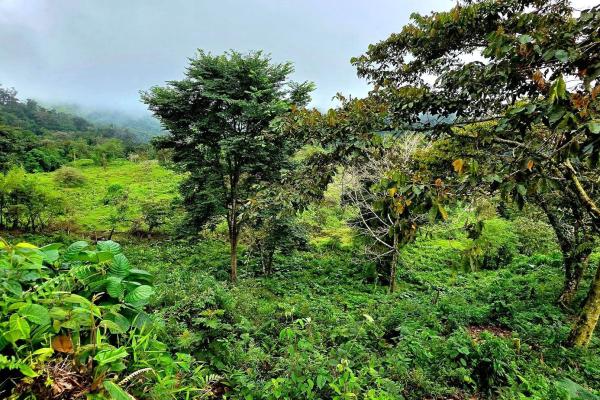 96.10 hectare in boquerón, las monjas