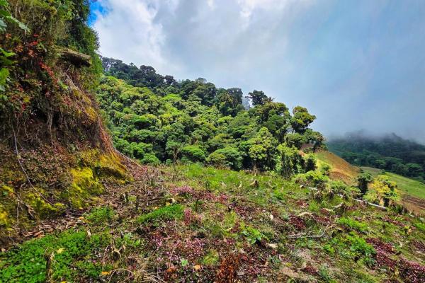 Finca agrícola en venta – cerro punta, chiriquí