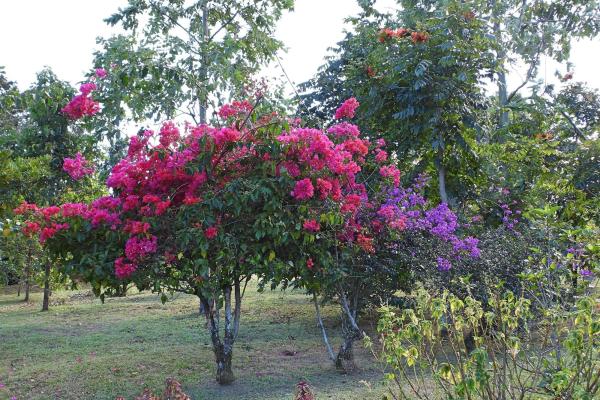 Finca campestre con múltiples edificaciones en palmira