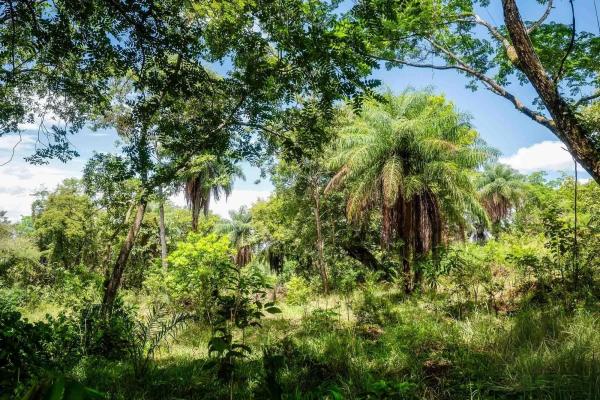 Expansive land for sale in las lomas, david
