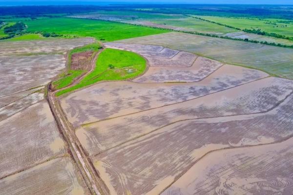 Operating rice farm for sale