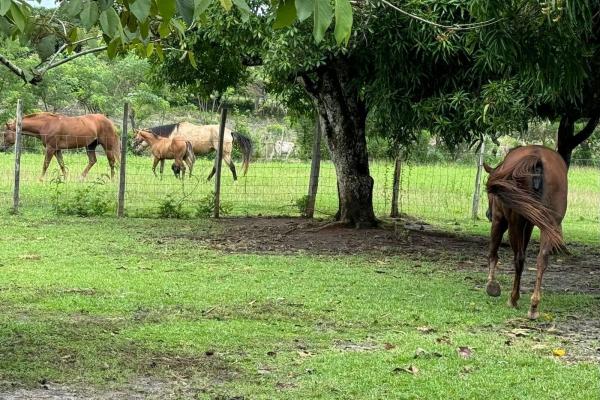 Beautiful 4.5 ha farm in el chirú, antón