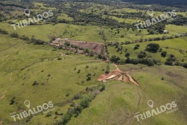 Se vende finca ganadera en margarita de chepo