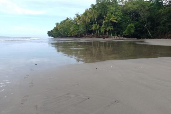 Terreno 69 hectareas en puerto armuelles, limones oportunidad de inversión