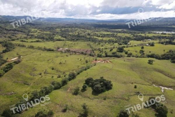 Se vende finca ganadera en margarita de chepo