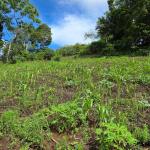 Venta de terreno 5 ha en la frontera-costa rica