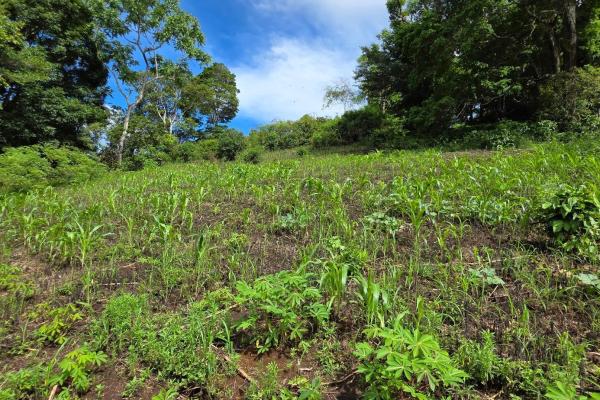 Venta de terreno 5 ha en la frontera-costa rica