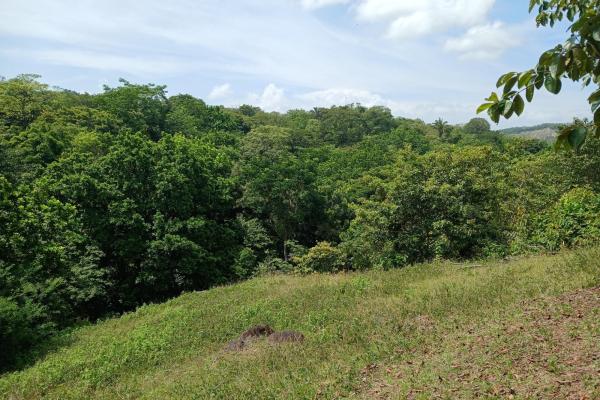 Sale of land 116 acres in san miguel, pacora river