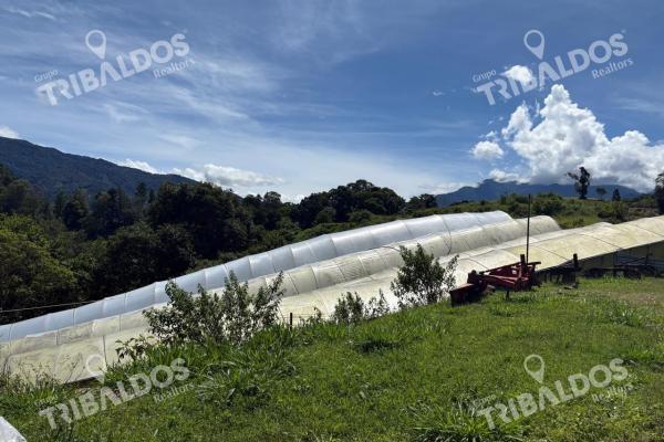 Venta de finca agroindustrial en volcan