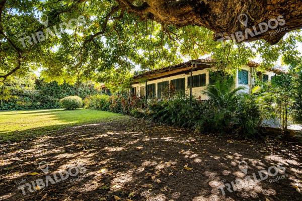 Terreno de 1,556m² en altos del golf con casa colonial para restaurar