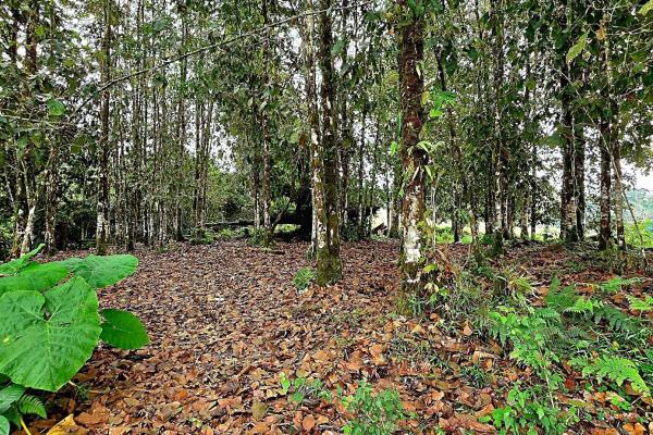 96.10 hectare in boquerón, las monjas
