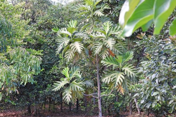 Finca campestre con múltiples edificaciones en palmira