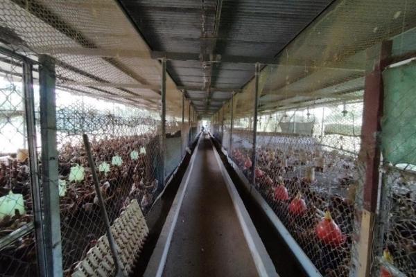 Granja de 13.6 ha con casa, galeras y río en natá, coclé