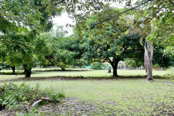 Land for sale in gorgona