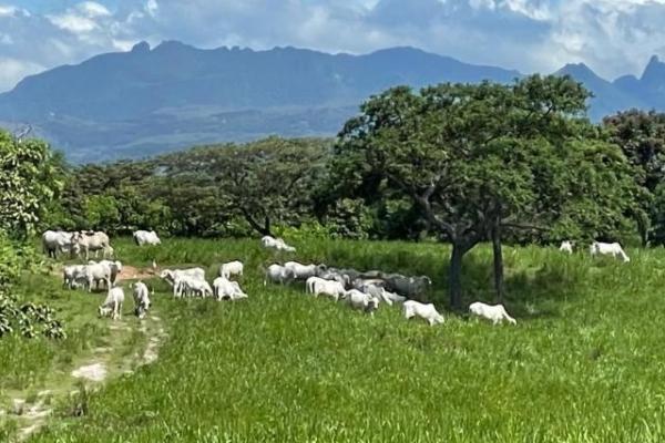 Fincas ganaderas en chame