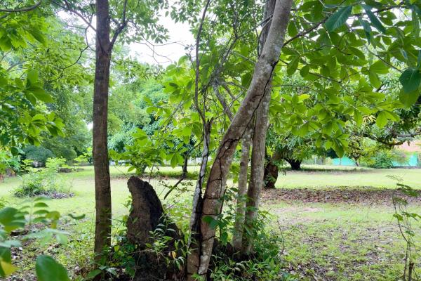 Venta de terreno en gorgona