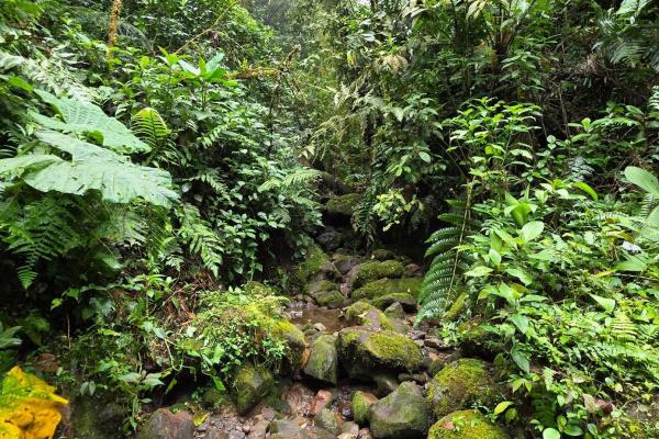 96.10 hectare in boquerón, las monjas