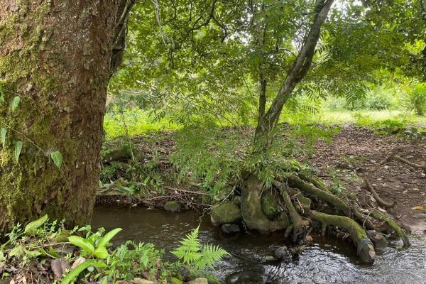 Three plots of land for sale near dolega, boquete