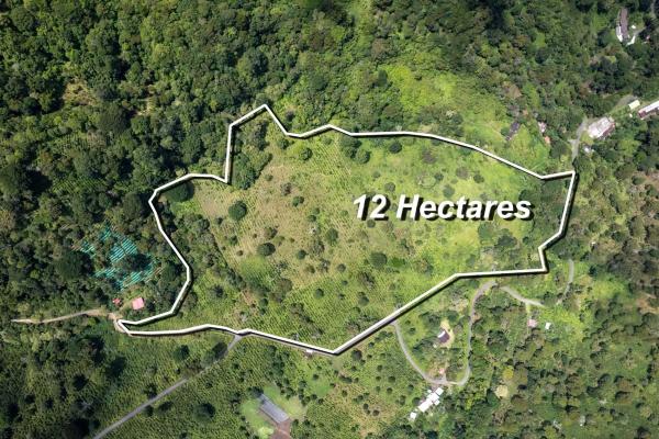 12 plus - ha producing coffee farm in boquete