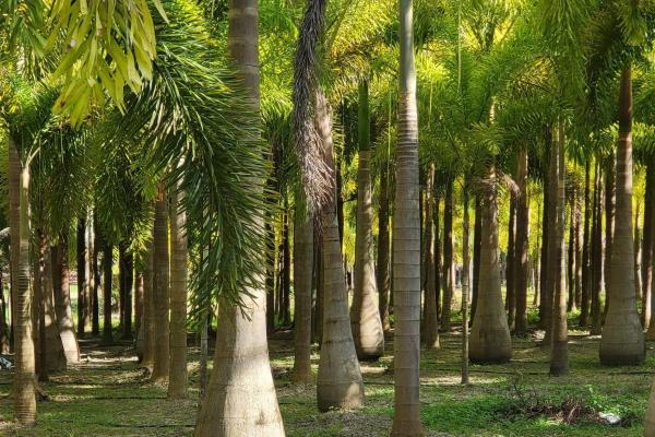 Se vende casa con plantación en nueva gorgona, chame