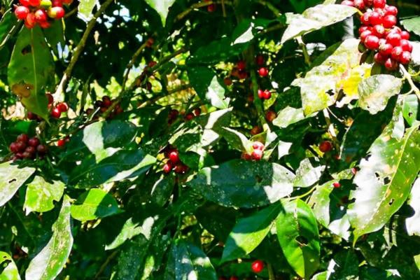 Finca cafetalera en venta en potrerillos arriba
