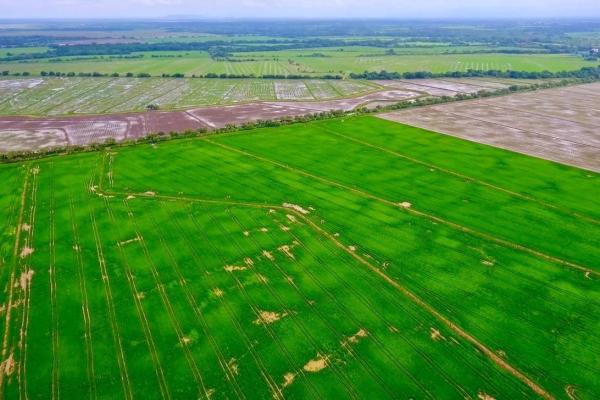 Operating rice farm for sale