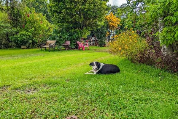 Roadside property with 2,906 m² in dolega