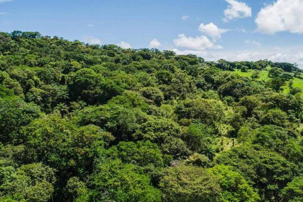 Expansive land for sale in las lomas, david