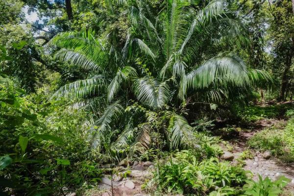 Expansive land for sale in las lomas, david