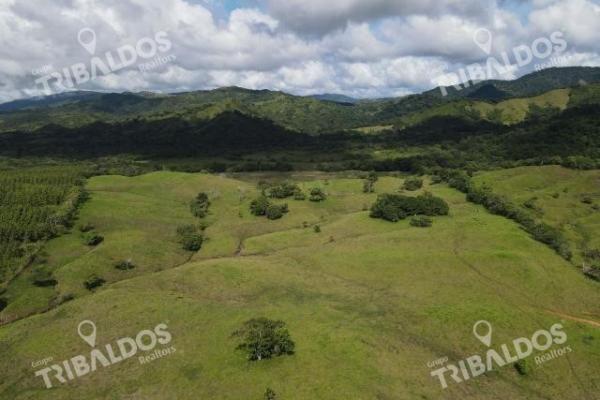 Se vende finca ganadera en margarita de chepo