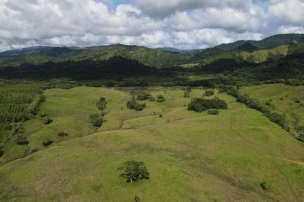 Venta de finca margarita chepo 200 has