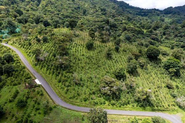 12 plus - ha producing coffee farm in boquete