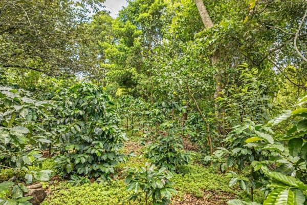 Flat coffee land with mountain views in palmira
