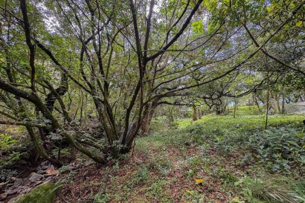 Spacious 9,229 m² flat lot in alto boquete