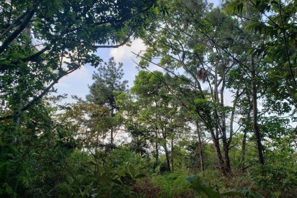 Land for sale in colon, buena vista, el giral