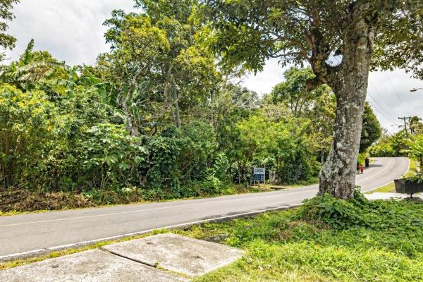 Flat coffee land with mountain views in palmira