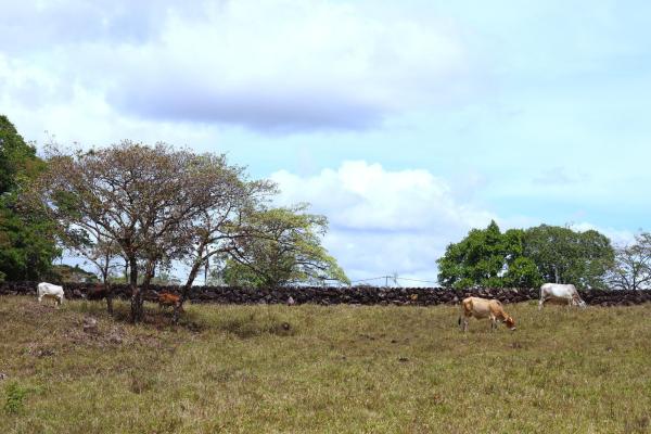 Propiedad de 3 acres frente al río con casa de huespedes