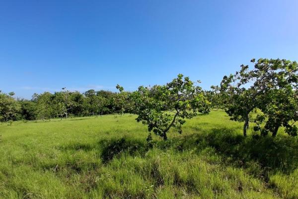 43 hectare plot of land in el espino, anton, cocle
