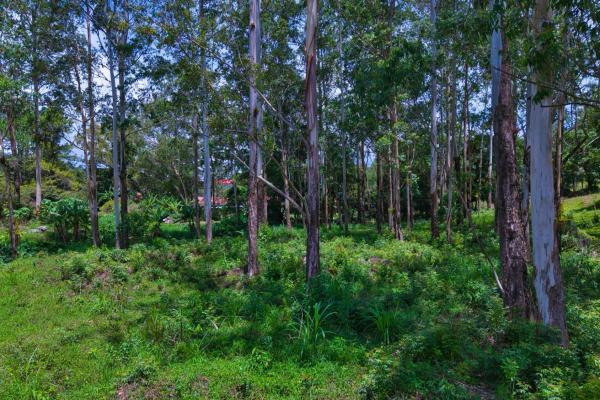 Land with a natural creek