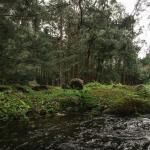 Finca privada con río y potencial hotelero en bambito