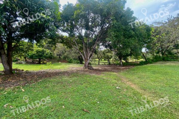 Land for sale in punta barco